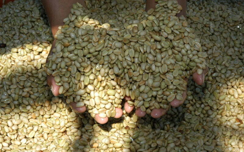 In che misura il commercio equo e solidale è vantaggioso per la qualità del caffè?