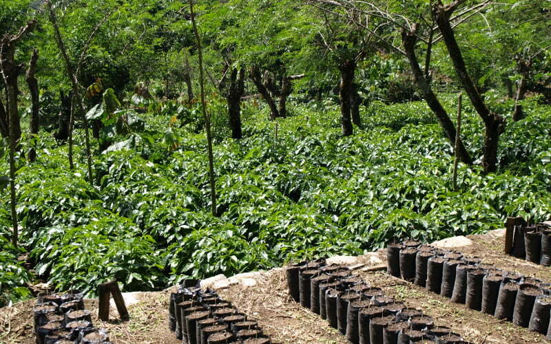 Quel est le rôle de la durabilité dans le café Fairtrade ?
