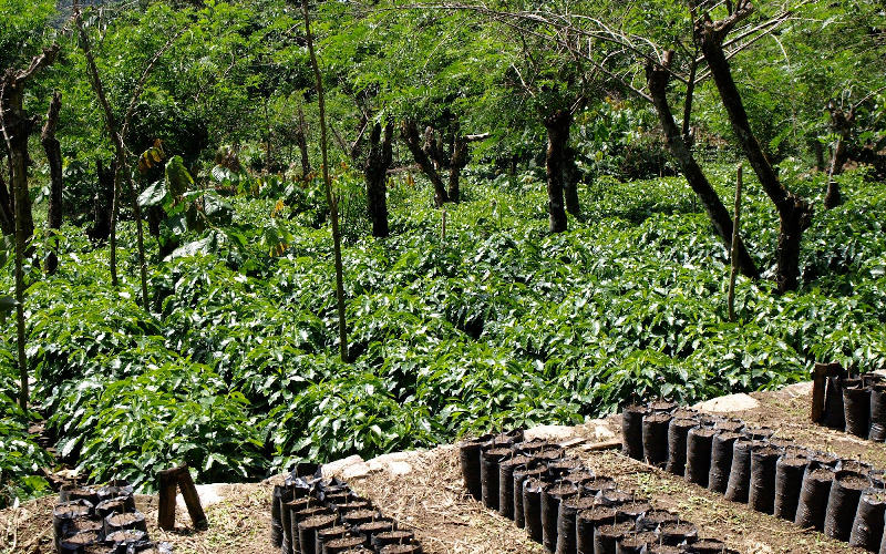 Fairtrade und ökologischer Anbau 
