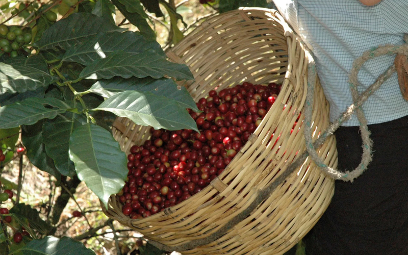 Anbaugebieten stammt Bio Espresso