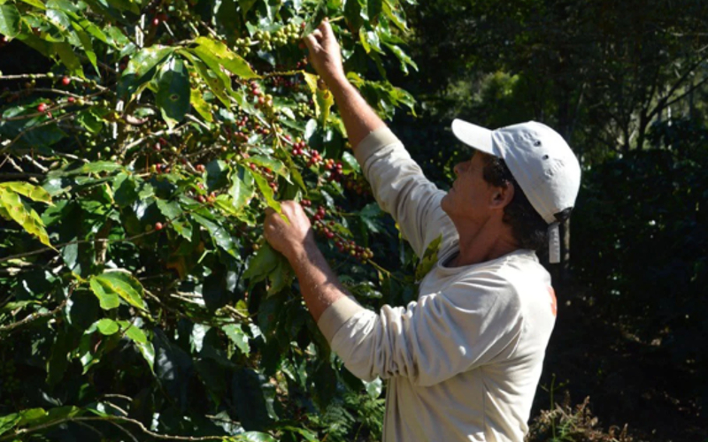 Demeter Kaffee: Anbaugebiet, Eigenschaften, Zertifizierung