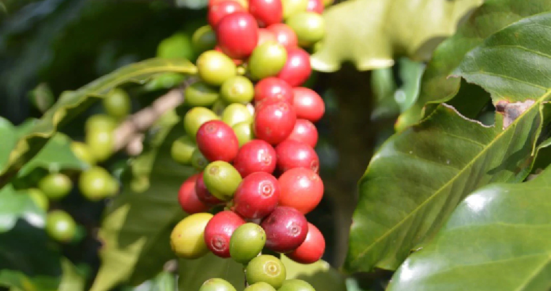 Agrocoffea