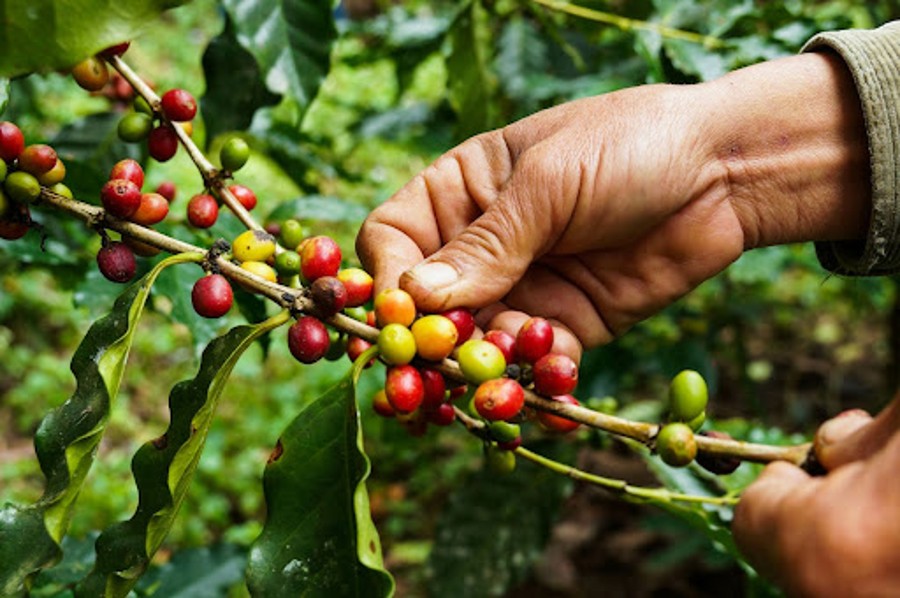 Arabica Kaffee kaufen: Wo wird der Arabica Kaffee angebaut?