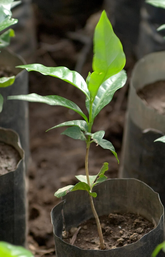 Junge Kaffeepflanze