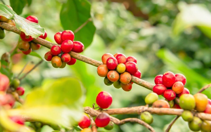 Wie entstehen Bio Kaffeebohnen?