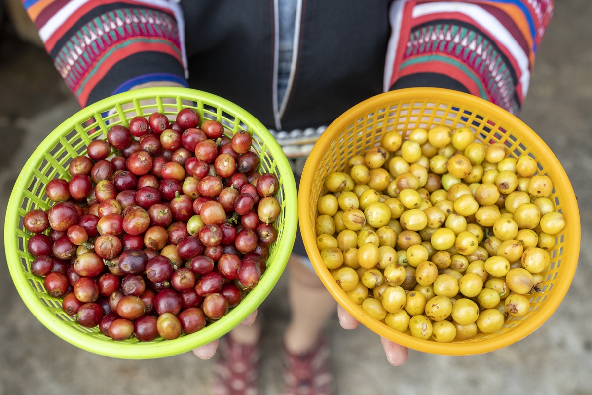 harvesting coffee berries by agriculture Coffee beans ripening