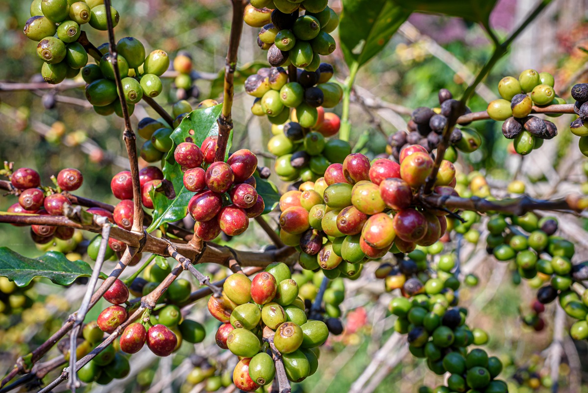Coffee tree with ripe berries on farm at north of Thailand
