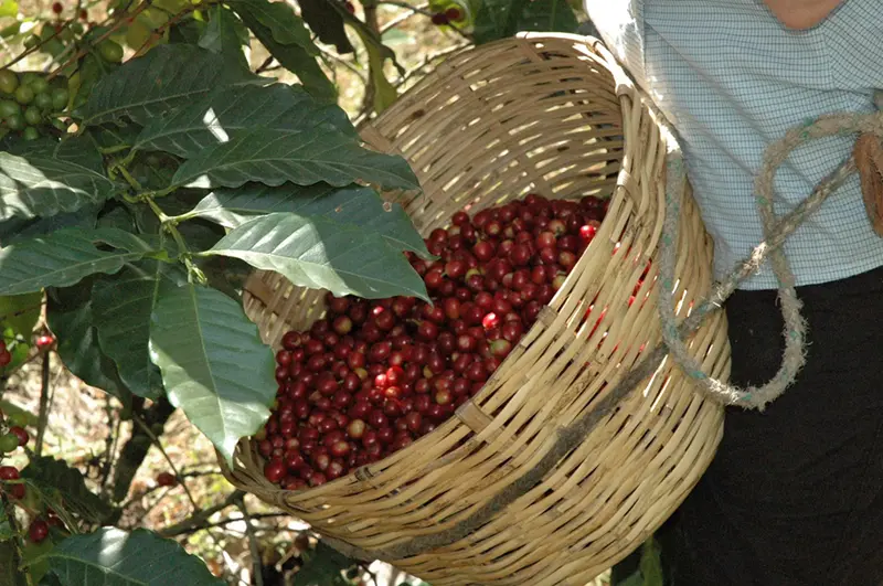 Basket full of red berries (coffee cherries) in a woven basket on a coffee plant, held by a person in a light checkered shirt with rope handle nearby.